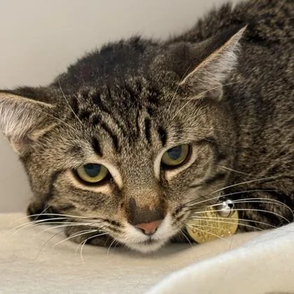 An adult medium-sized female Brown / Chocolate Domestic Short Hair cat named Thalia for adoption in Lansing, MI