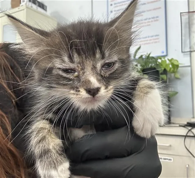 A baby medium-sized female Domestic Long Hair cat named Sugar for adoption in Dallas, TX