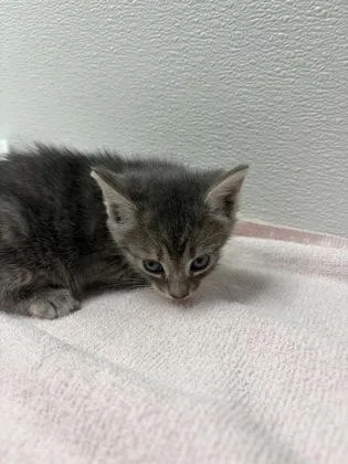 A baby small-sized female Domestic Short Hair cat named Reuben for adoption in West Chester, PA