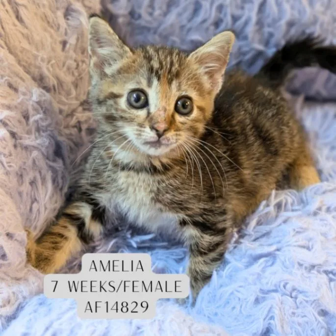 Amelia