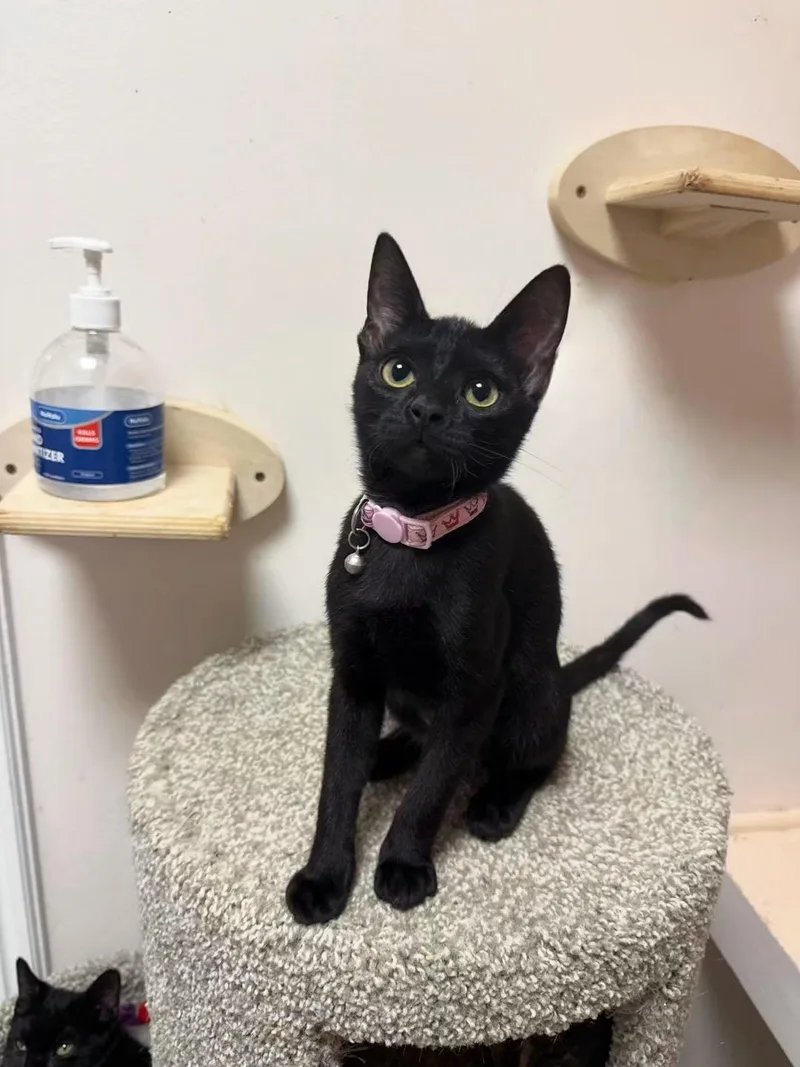 A young small-sized female Black Domestic Short Hair cat named Hannah for adoption in Freeport, NY