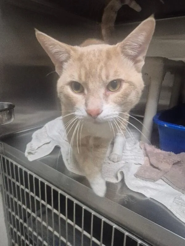 An adult medium-sized male Domestic Short Hair cat named Toby for adoption in Bluffton, IN