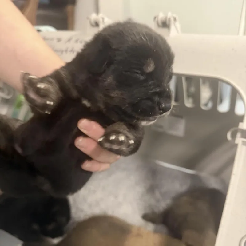 Toots thumbnail 3