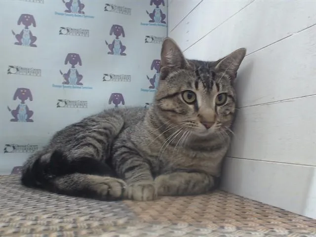 A young small-sized male Domestic Short Hair cat named Magnifaris for adoption in Orlando, FL