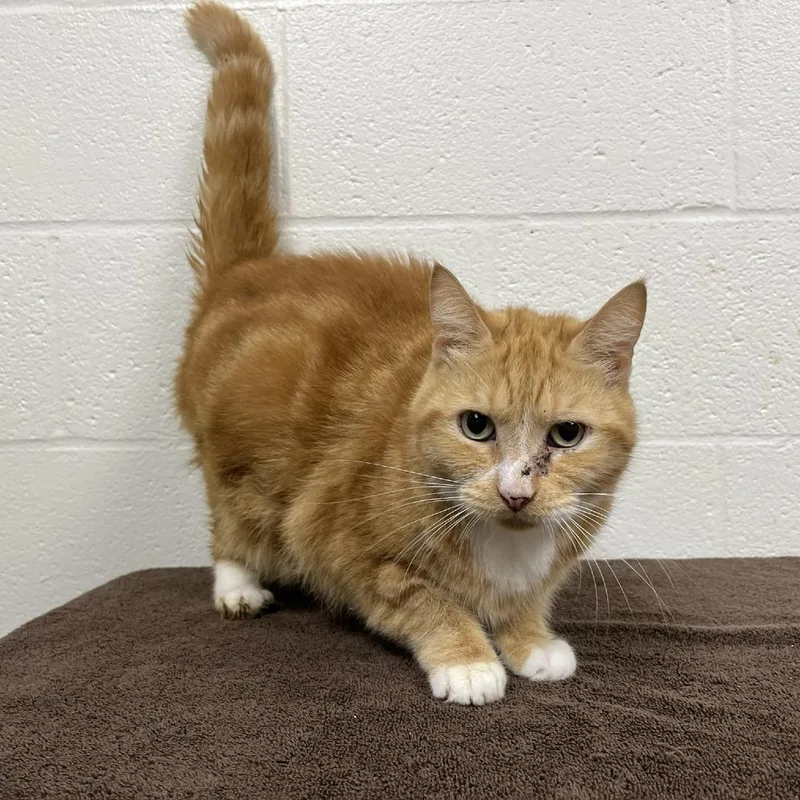 An adult large-sized male Domestic Short Hair cat named Benton for adoption in Verona, VA