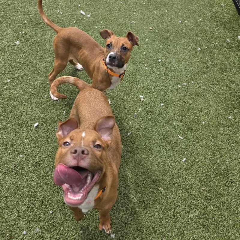 A baby medium-sized male Yellow / Tan / Blond / Fawn Mixed Breed dog named Zeke for adoption in Binghamton, NY