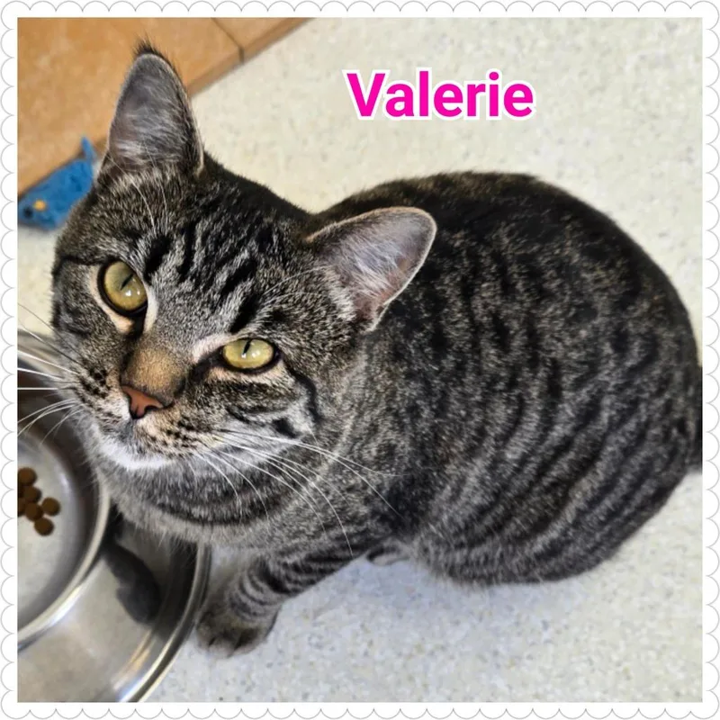 A young medium-sized female Domestic Short Hair cat named Valerie for adoption in North Saint Paul, MN