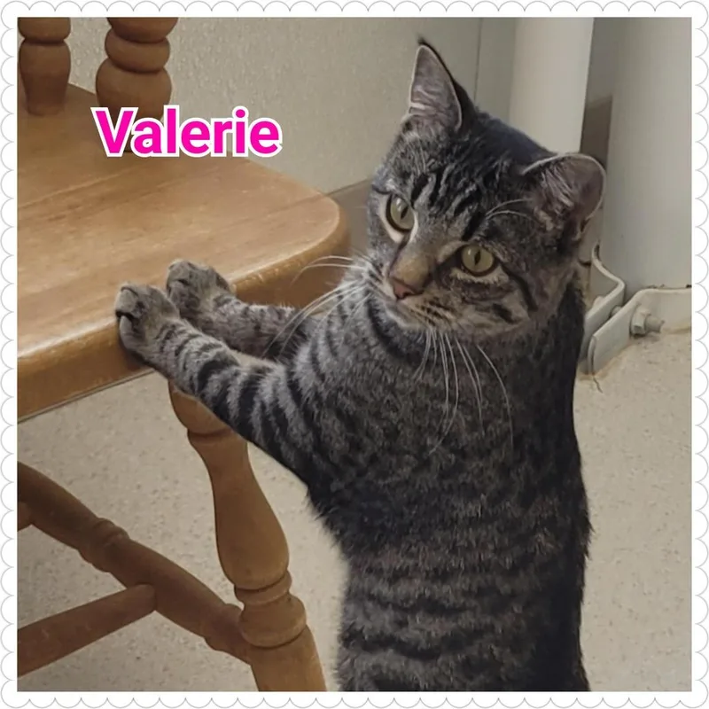 Valerie thumbnail 5