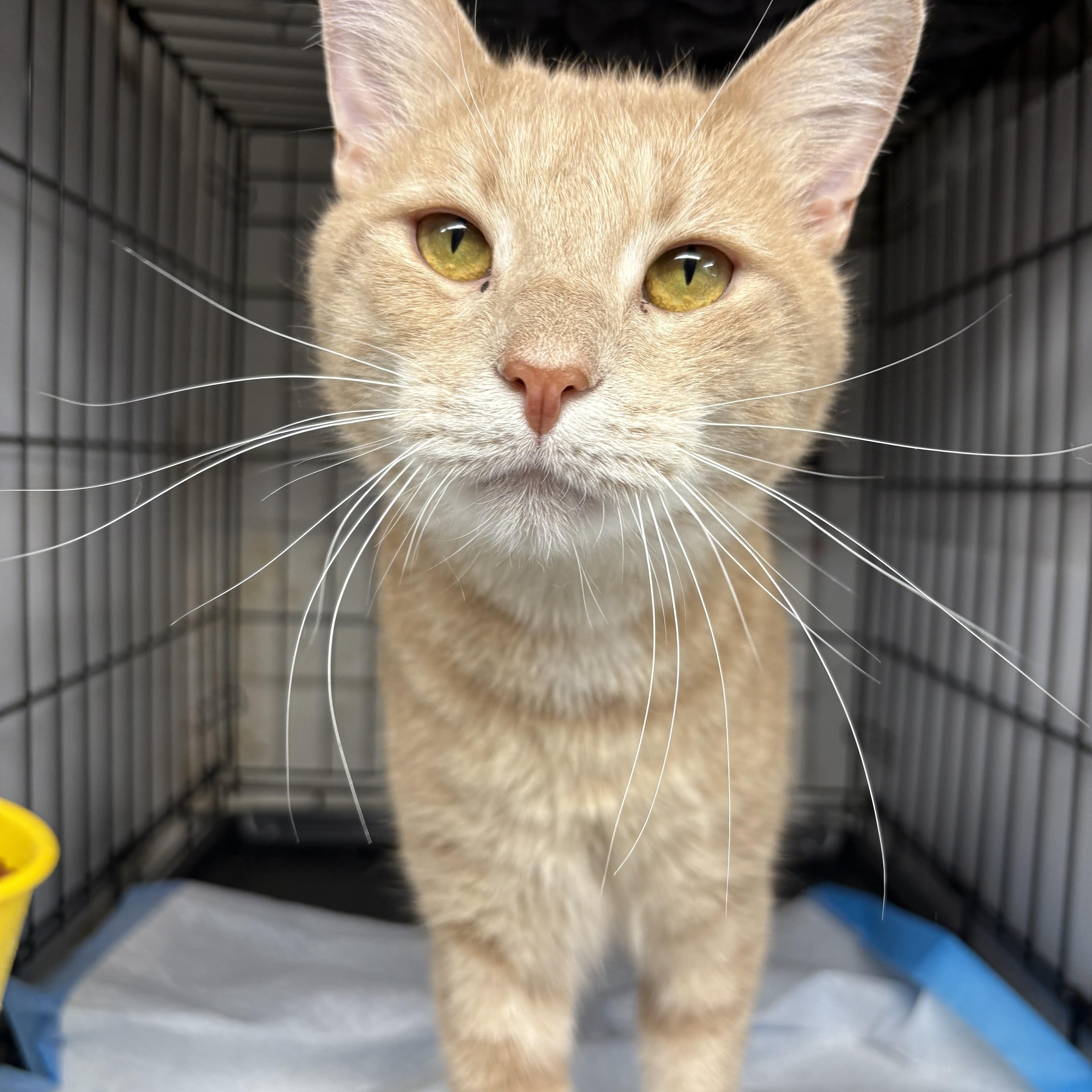 Roland  Handsome Sweetie thumbnail 2