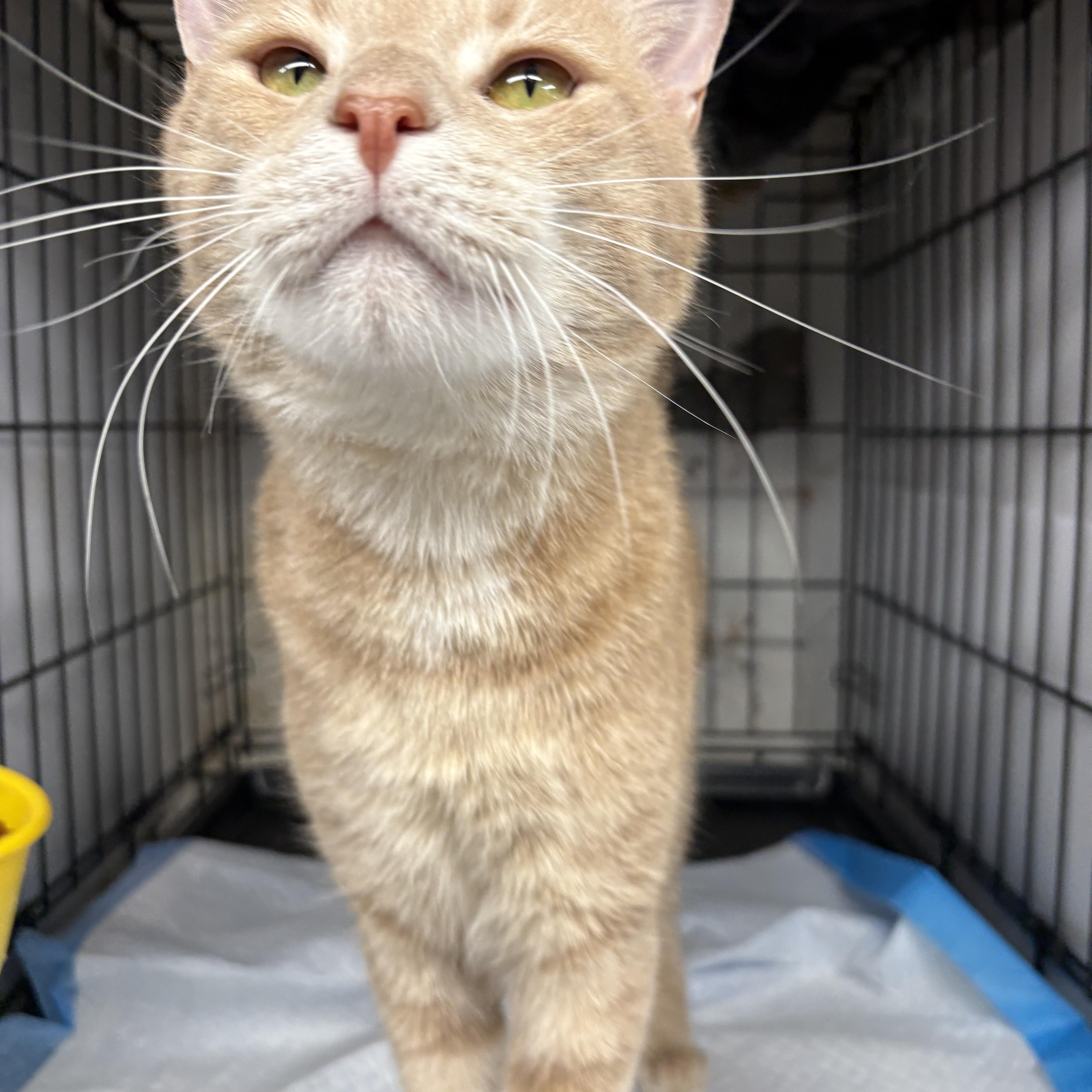 Roland  Handsome Sweetie thumbnail 3