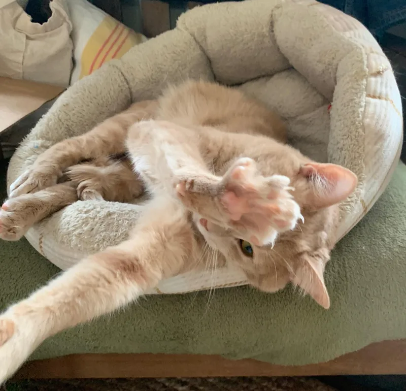 Roland  Handsome Sweetie thumbnail 4