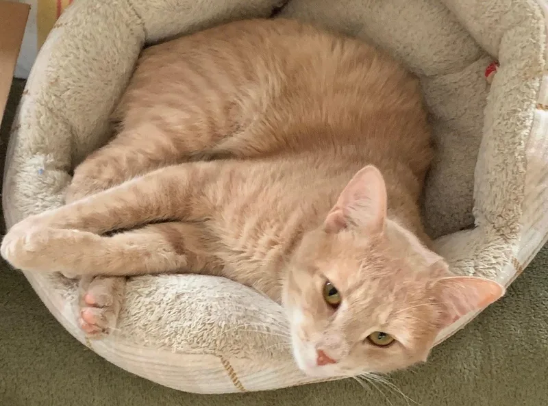 Roland  Handsome Sweetie thumbnail 5