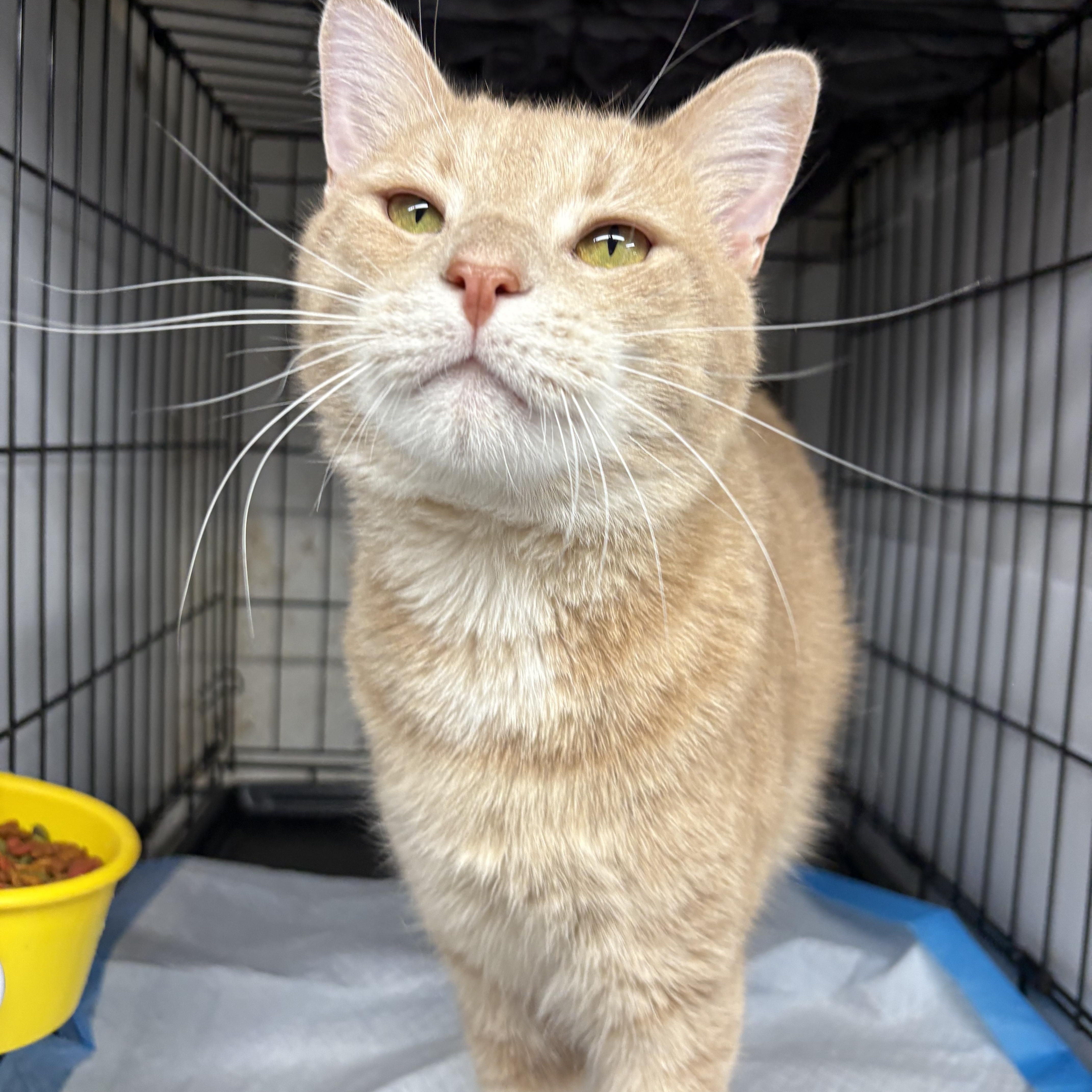 Roland  Handsome Sweetie thumbnail 6