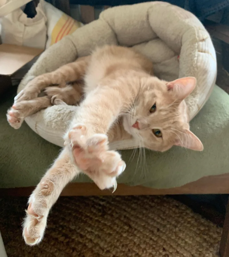 Roland  Handsome Sweetie