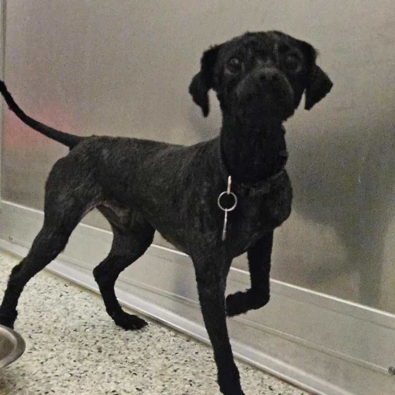 An adult medium-sized male Black Poodle dog named Jaxson for adoption in Wilmington, DE