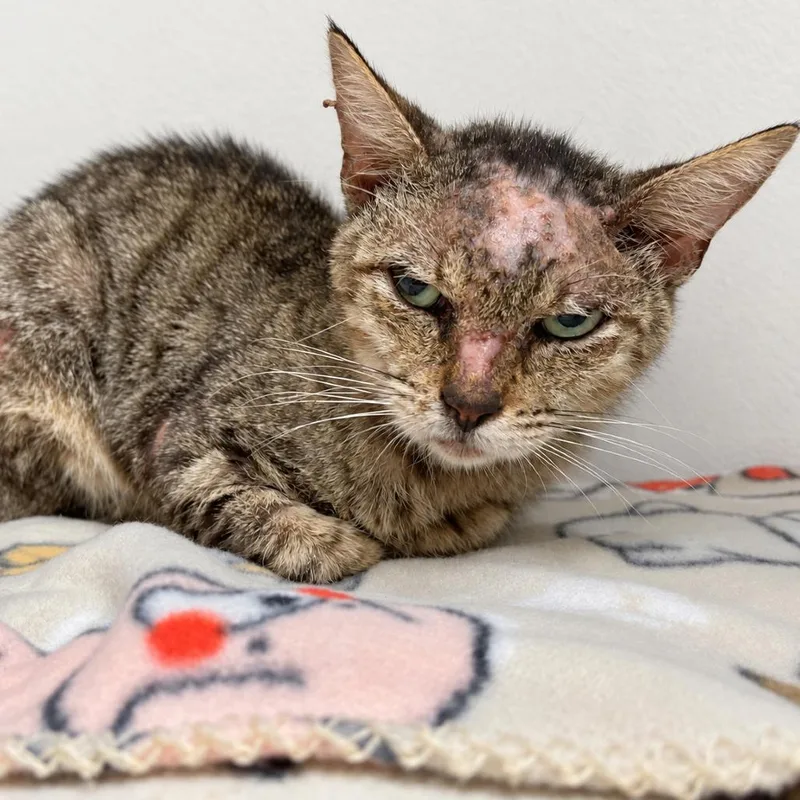 A senior medium-sized male Brown / Chocolate Domestic Short Hair cat named Nerd Riot for adoption in Austin, TX