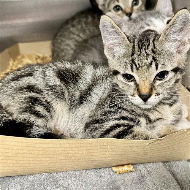 A baby small-sized male Domestic Short Hair cat named Check For Alaska for adoption in Tavares, FL