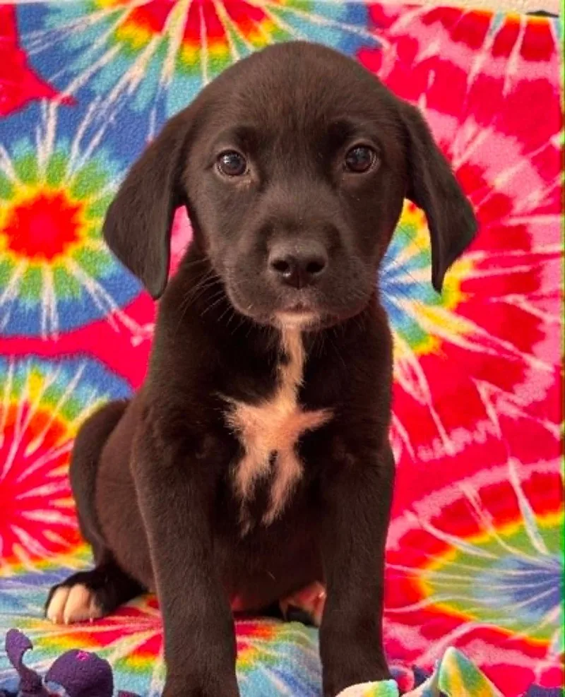 A baby small-sized male Labrador Retriever dog named Fernando for adoption in Warrenton, NC