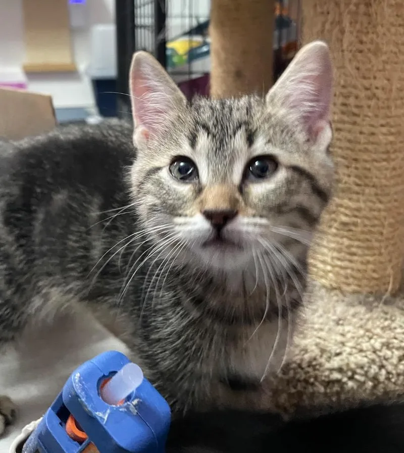A baby small-sized male Tiger cat named Alexios T for adoption in Newaygo, MI