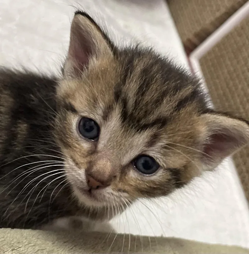 Alexios T thumbnail 2