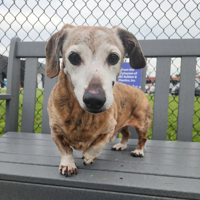 A senior small-sized male Brindle Dachshund dog named Tigger for adoption in Fort Wayne, IN