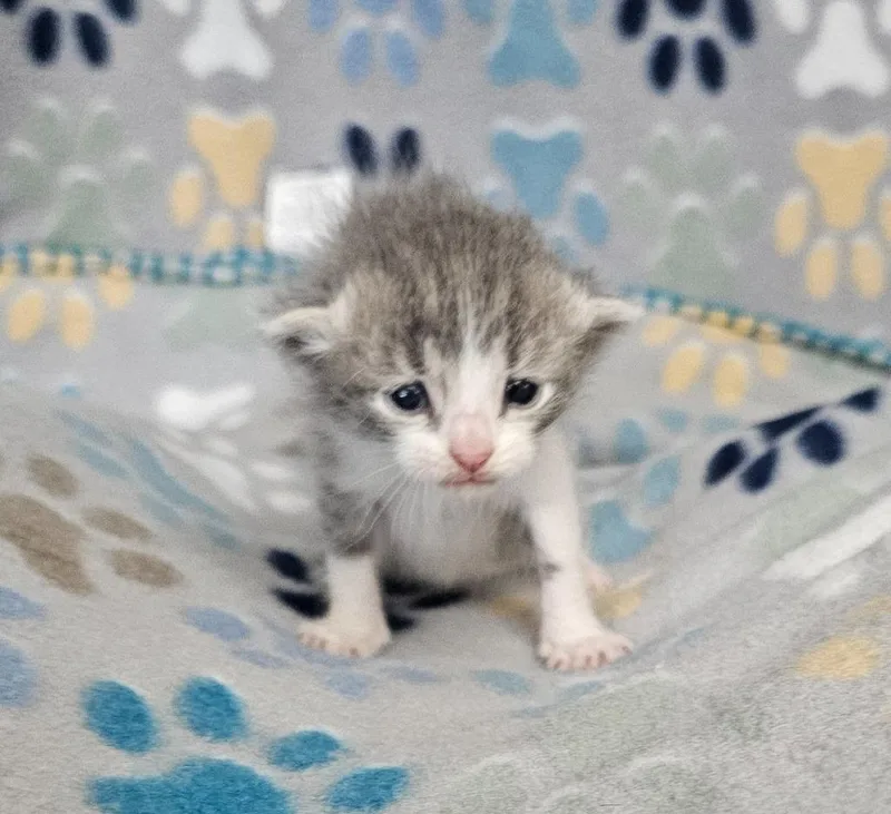 A baby small-sized male Domestic Short Hair cat named Elvis for adoption in Wabash, IN