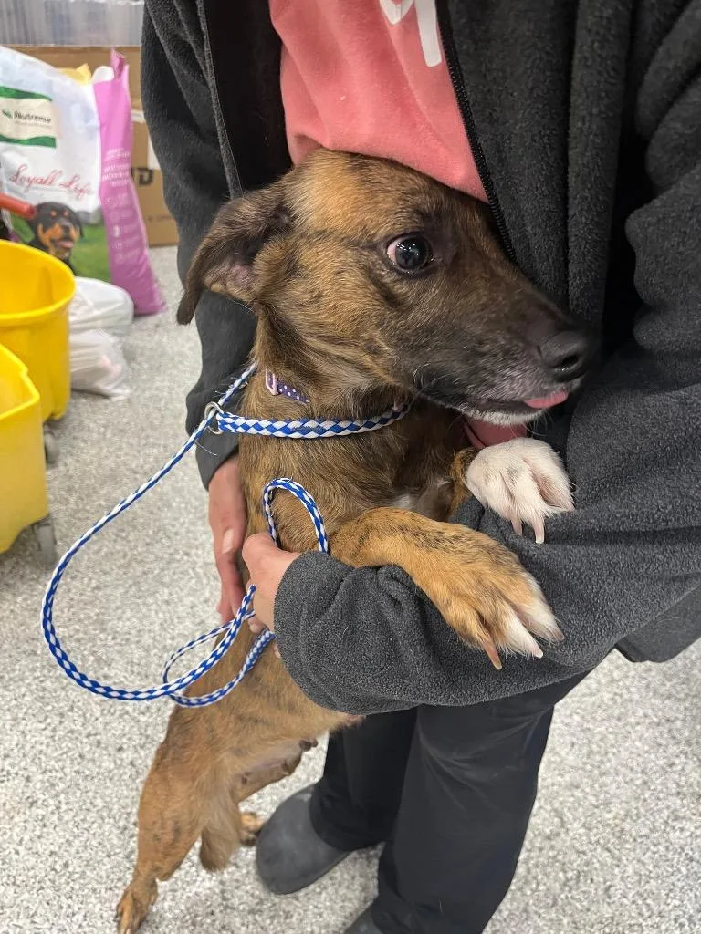 An adult medium-sized female Terrier dog named Brownie for adoption in Auburn, IN