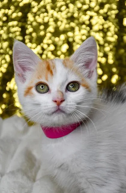 A baby small-sized female Domestic Short Hair cat named Anastasia for adoption in Yakima, WA