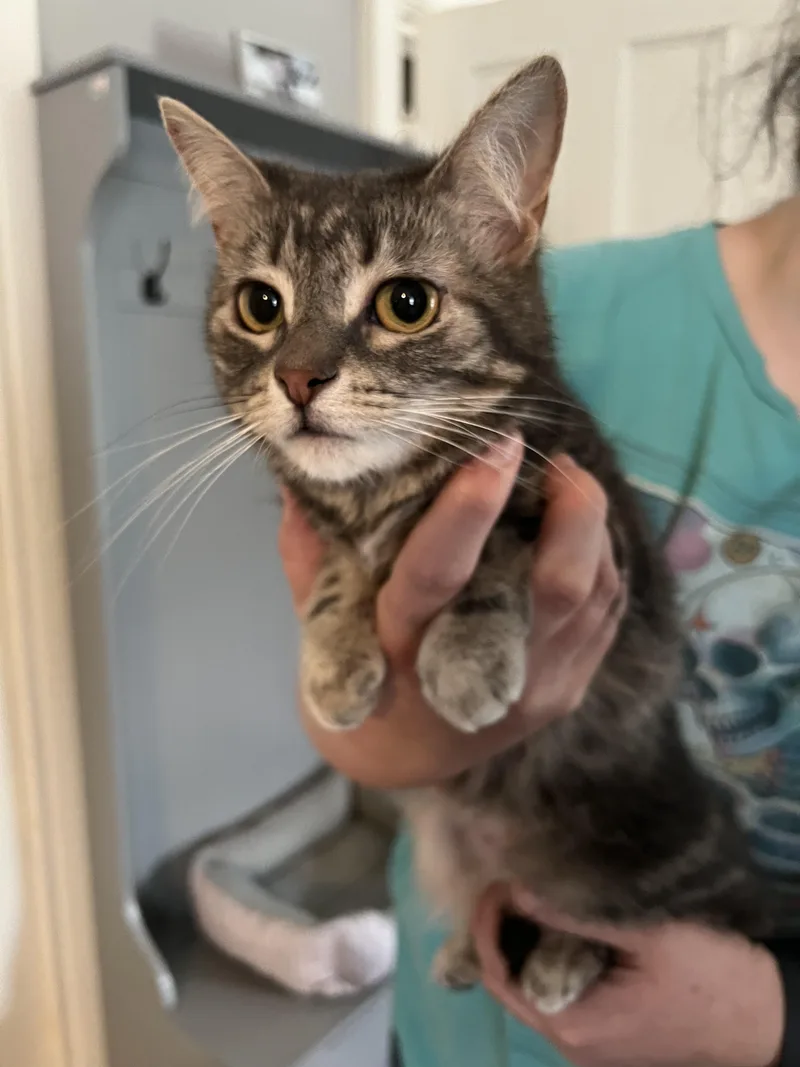 A young medium-sized female Domestic Short Hair cat named Winnie for adoption in Rochester , NY