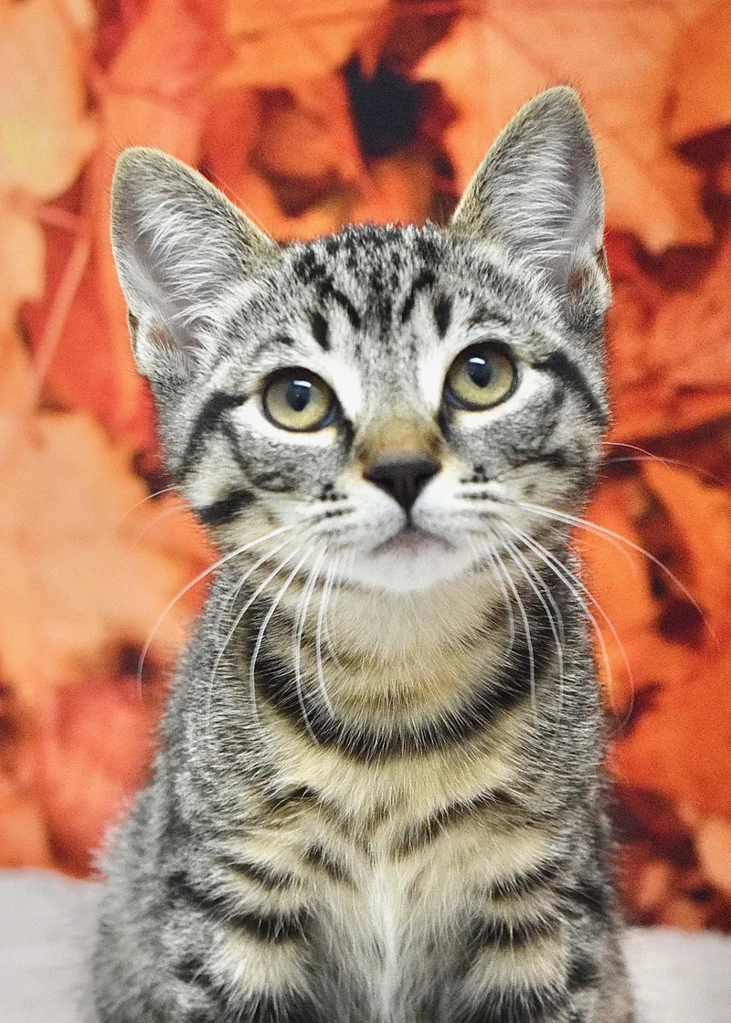 A baby medium-sized female Domestic Short Hair cat named Peony for adoption in Dublin, CA