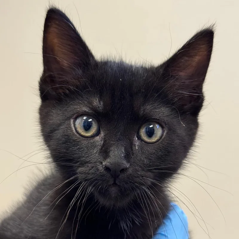 A baby small-sized female Black Domestic Short Hair cat named Cove for adoption in Santa Barbara, CA