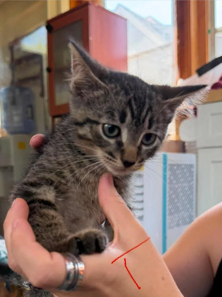 A baby medium-sized male Domestic Short Hair cat named Trailmix for adoption in Cloquet, MN