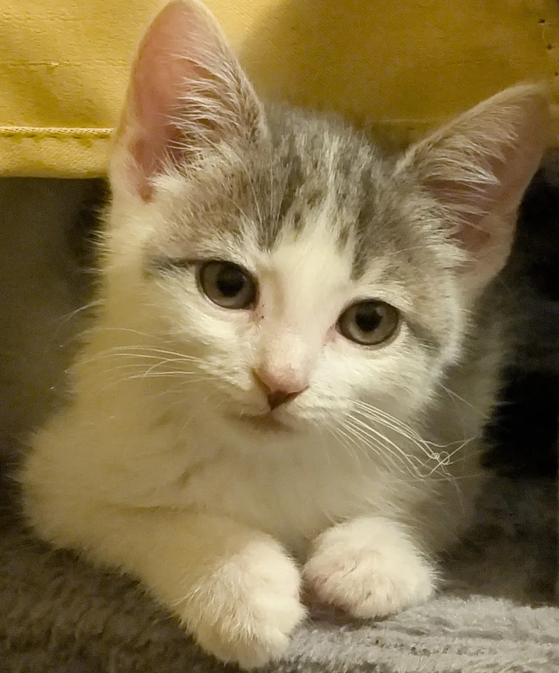 A baby medium-sized male Tabby (Gray / Blue / Silver) Domestic Short Hair cat named Ziggy for adoption in Tomah, WI