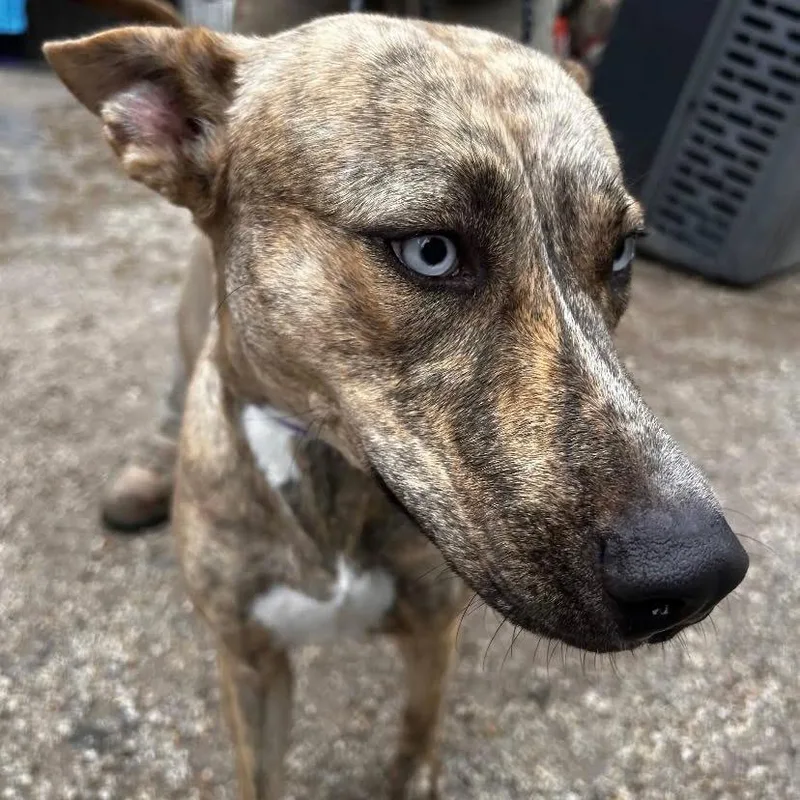 An adult medium-sized female Brindle Husky dog named Cherry Blossom Ghost for adoption in Austin, TX