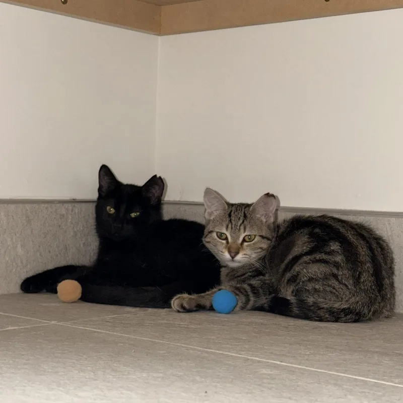 A baby small-sized male Black Domestic Short Hair cat named Hawk for adoption in Rochester Hills, MI