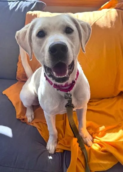 A baby medium-sized male Labrador Retriever dog named Gourdie for adoption in Traverse City, MI