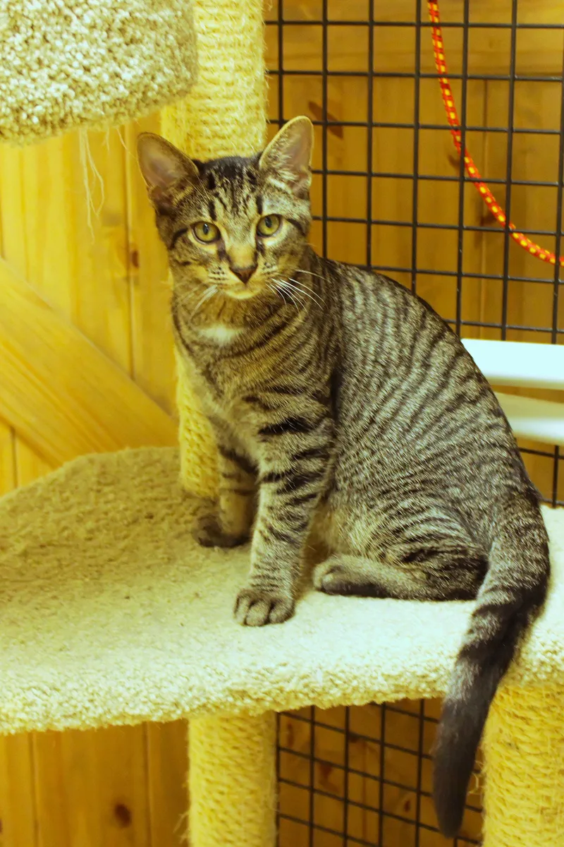 A baby medium-sized male Tabby (Brown / Chocolate) Domestic Short Hair cat named Rumble for adoption in Urbana, OH