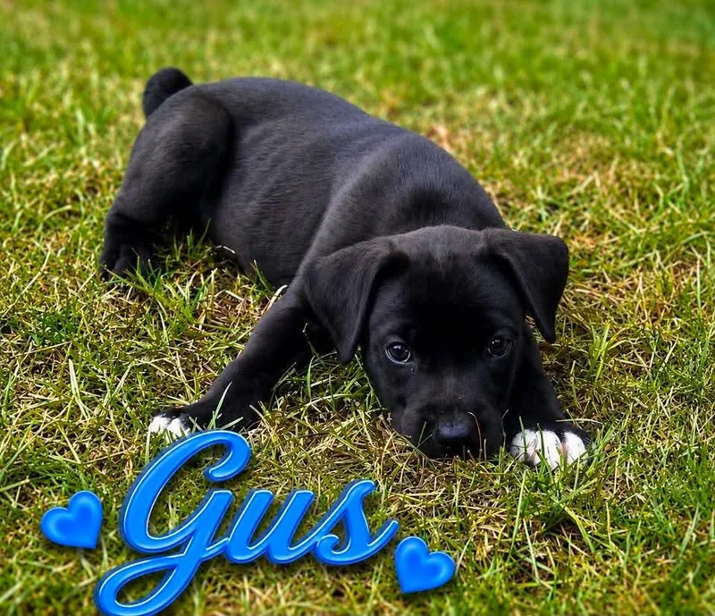 A baby small-sized male Labrador Retriever dog named Gus for adoption in Panama City, FL