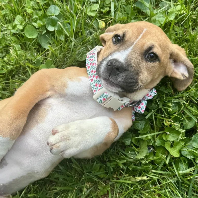 Sweet Dee thumbnail 2