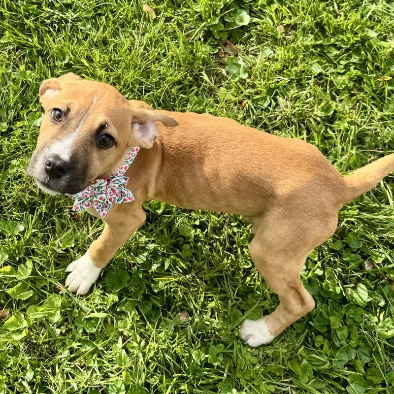 Sweet Dee thumbnail 3