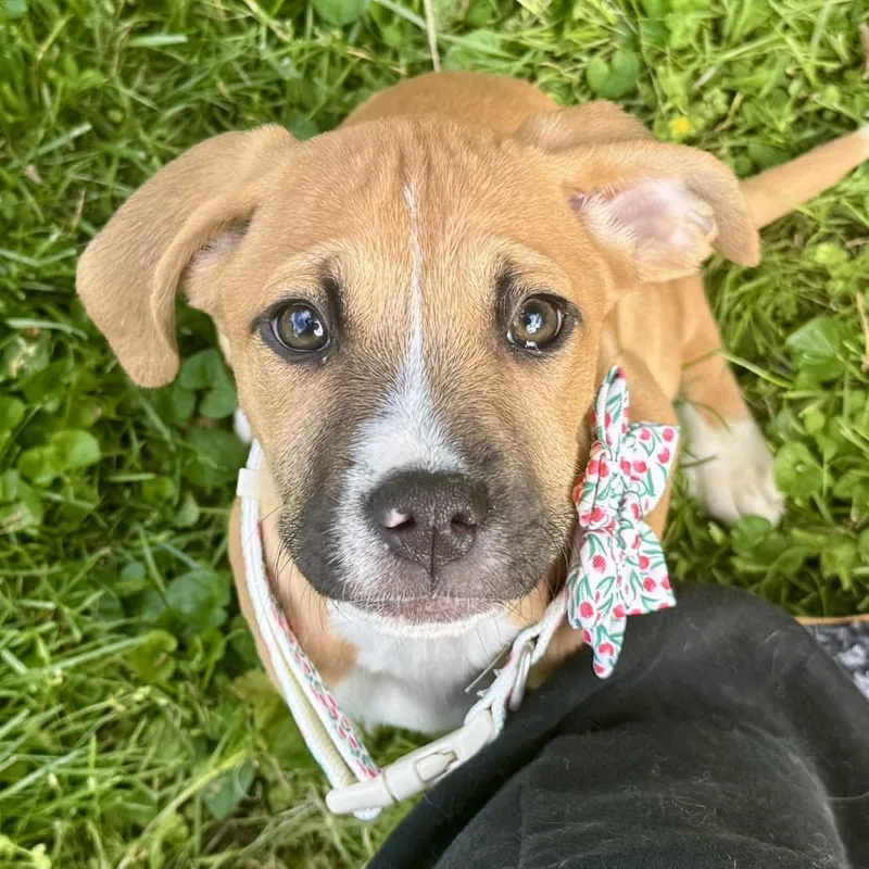 Sweet Dee thumbnail 4