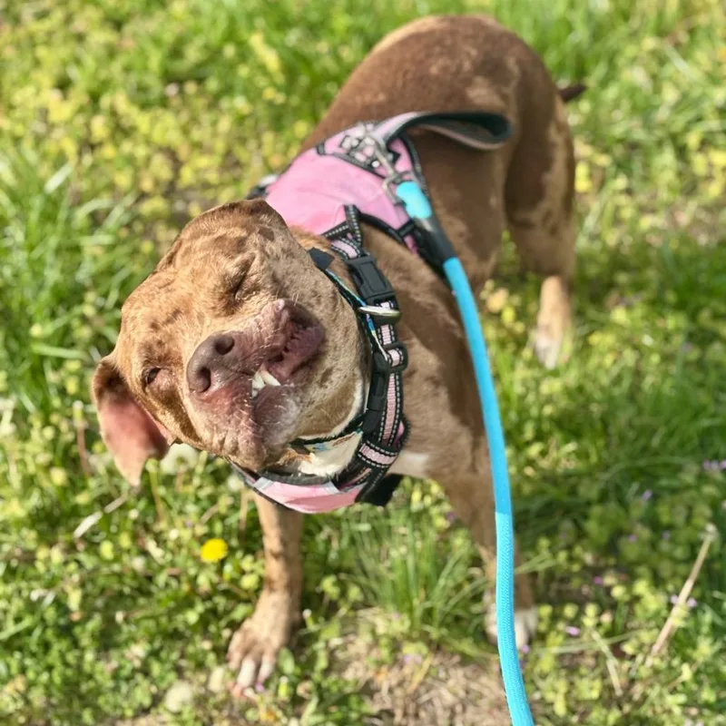 An adult medium-sized female Brown / Chocolate Mixed Breed dog named Reesie for adoption in O'Fallon, MO