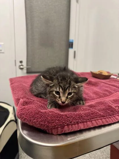 A baby small-sized female Brown / Chocolate Domestic Short Hair cat named Helena for adoption in Kansas City, MO
