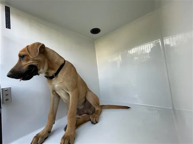 An adult medium-sized male Labrador Retriever dog named A for adoption in Houston, TX