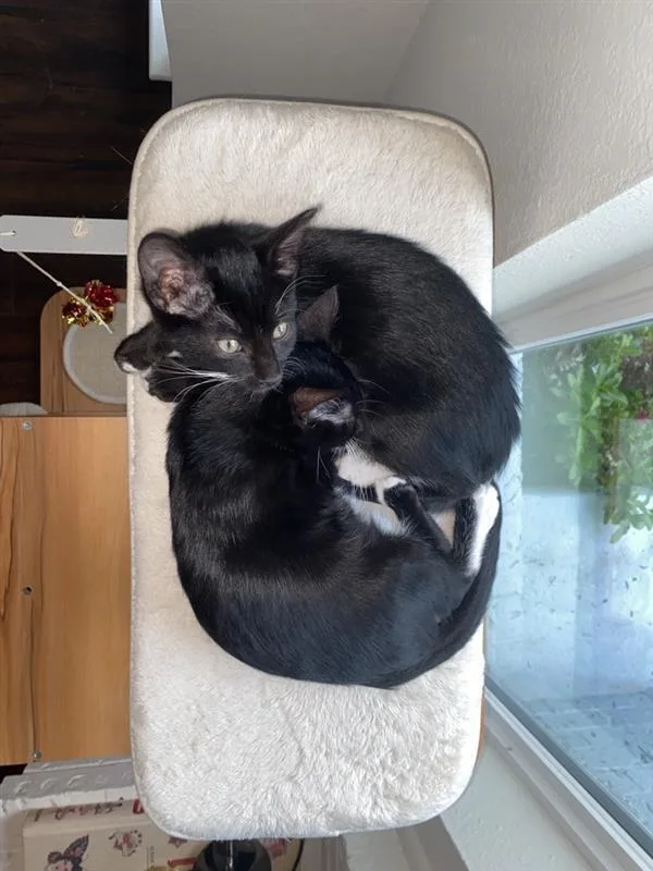 A baby small-sized male Black & White / Tuxedo Domestic Short Hair cat named Opie for adoption in Dallas, TX