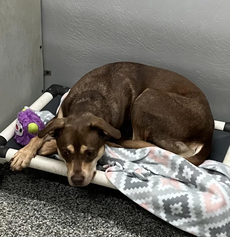 A young medium-sized female Brown / Chocolate Mixed Breed dog named Mocha for adoption in Parma, OH