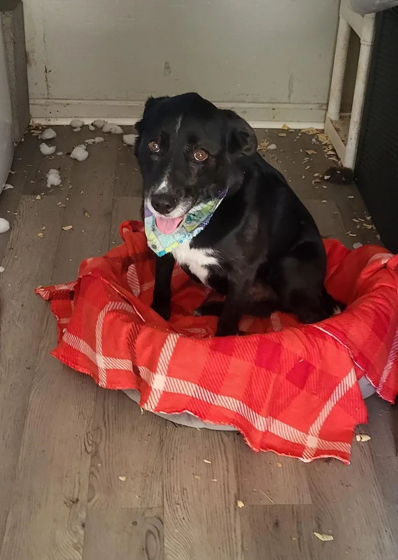 An adult medium-sized male Black Labrador Retriever dog named Ruger for adoption in Hagerstown, MD