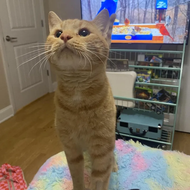 Cheese Puff thumbnail 2