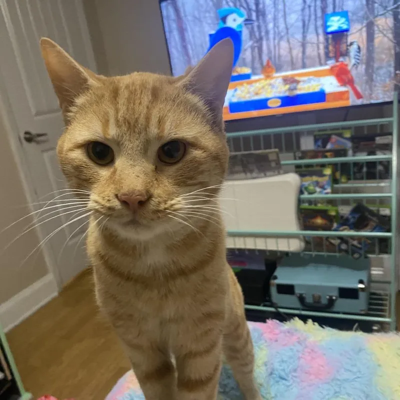 Cheese Puff thumbnail 3