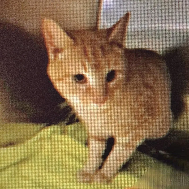 Cheese Puff thumbnail 4